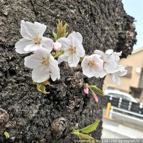 幹花